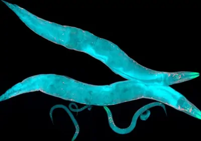 Caenorhabditis elegans, a free-living transparent nematode (roundworm), about 1 mm in length. Caenorhabditis elegans, a free-living transparent nematode (roundworm), about 1 mm in length.